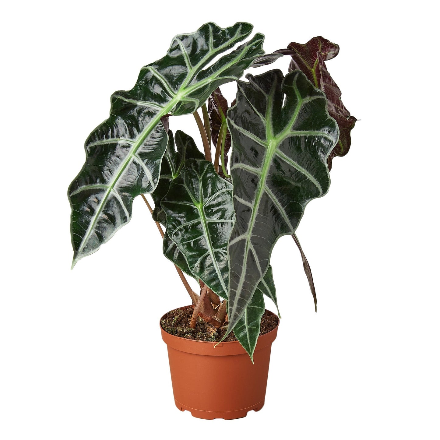 Alocasia Polly 'African Mask' - 6" Pot