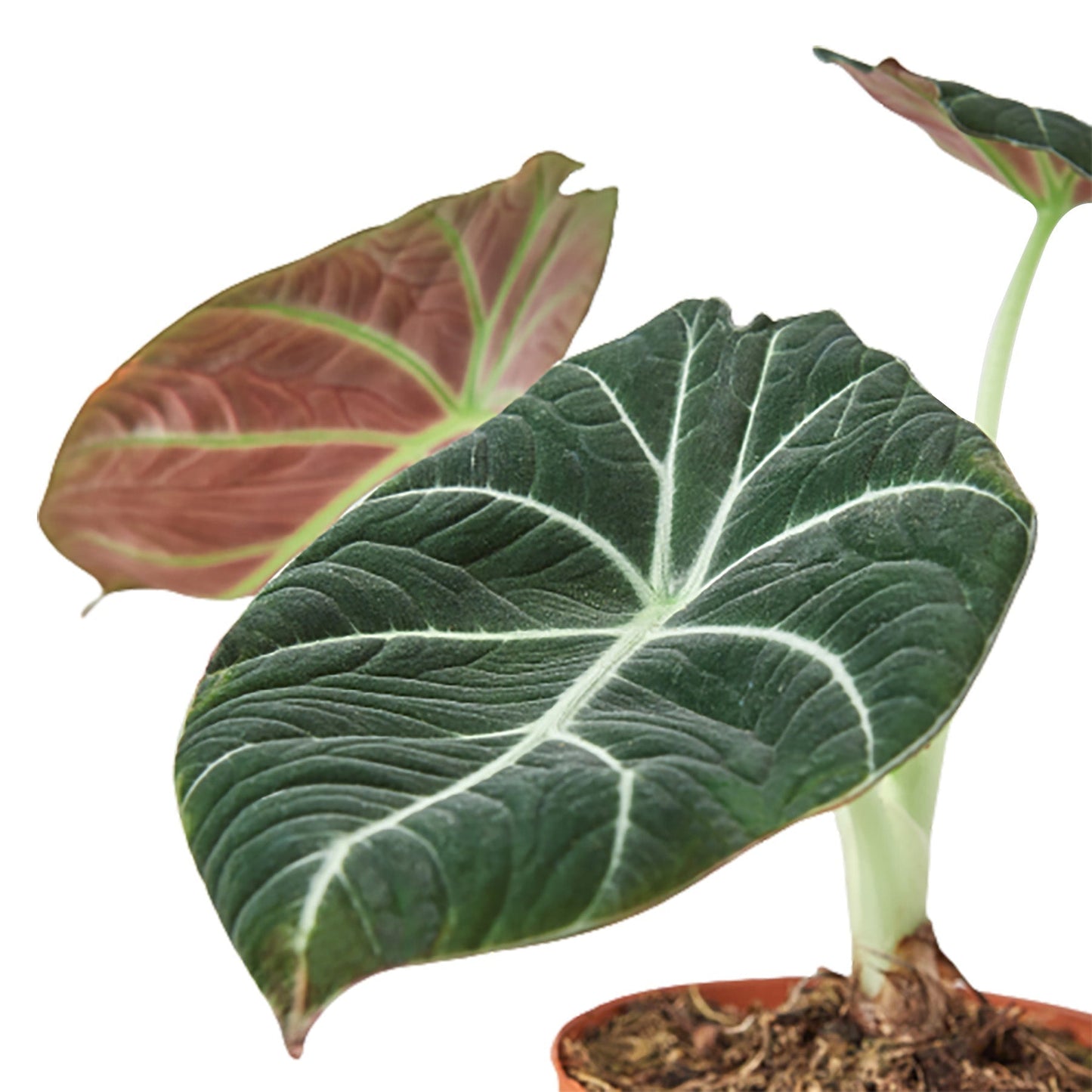 Alocasia Reginula 'Black Velvet' - 6" Pot