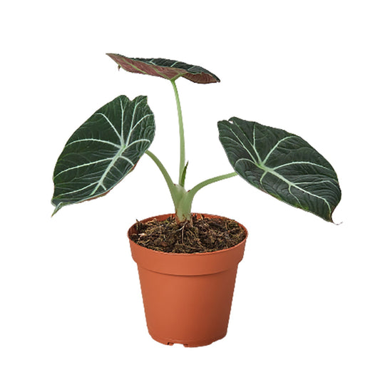 Alocasia Reginula 'Black Velvet' - 6" Pot