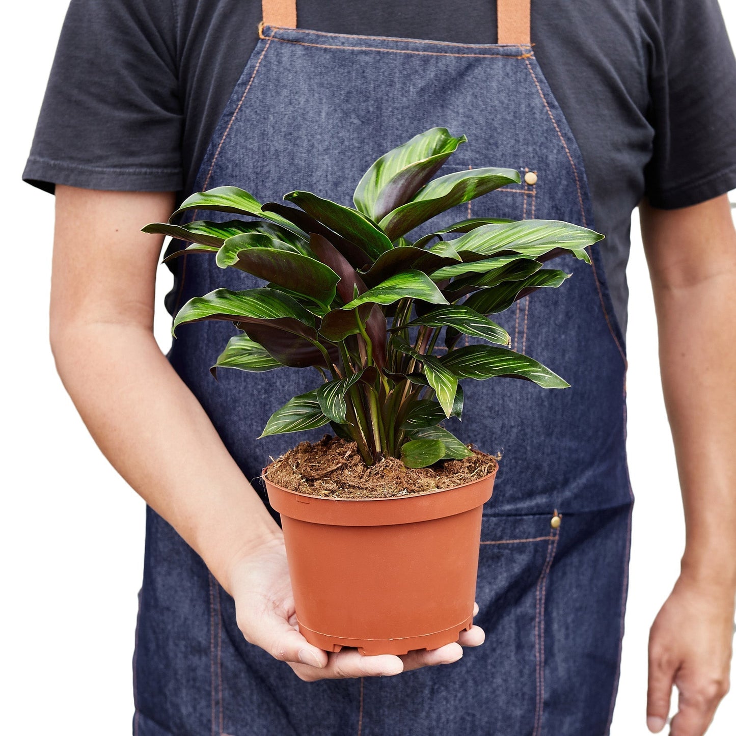 Calathea 'Beauty Star' - 6" Pot