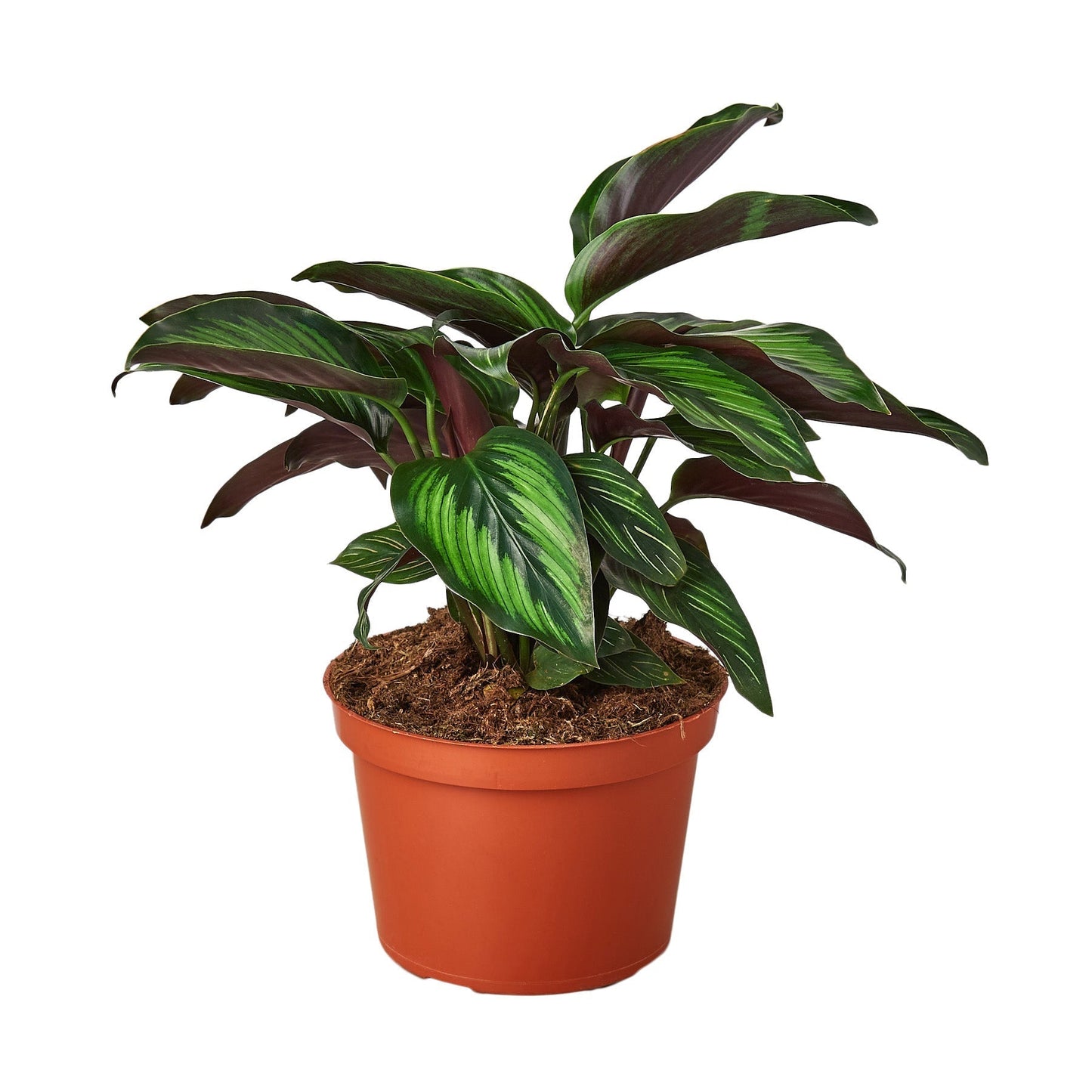 Calathea 'Beauty Star' - 6" Pot