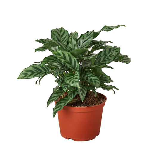 Calathea Concinna 'Freddie' - 6”