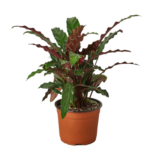 Calathea Rufibarba 'Furry Feather' - 6" Pot