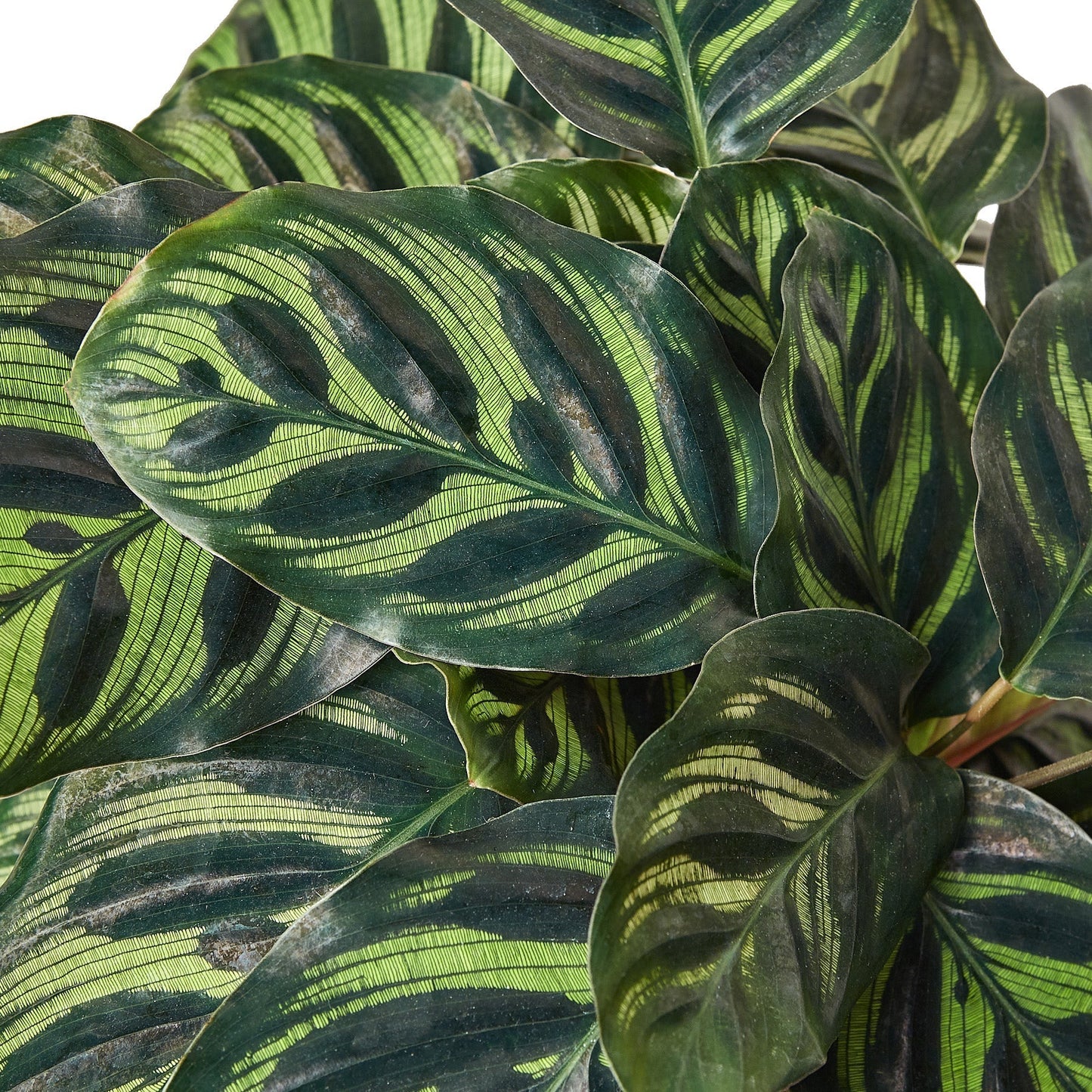 Calathea 'Makoyana' - 6" Pot