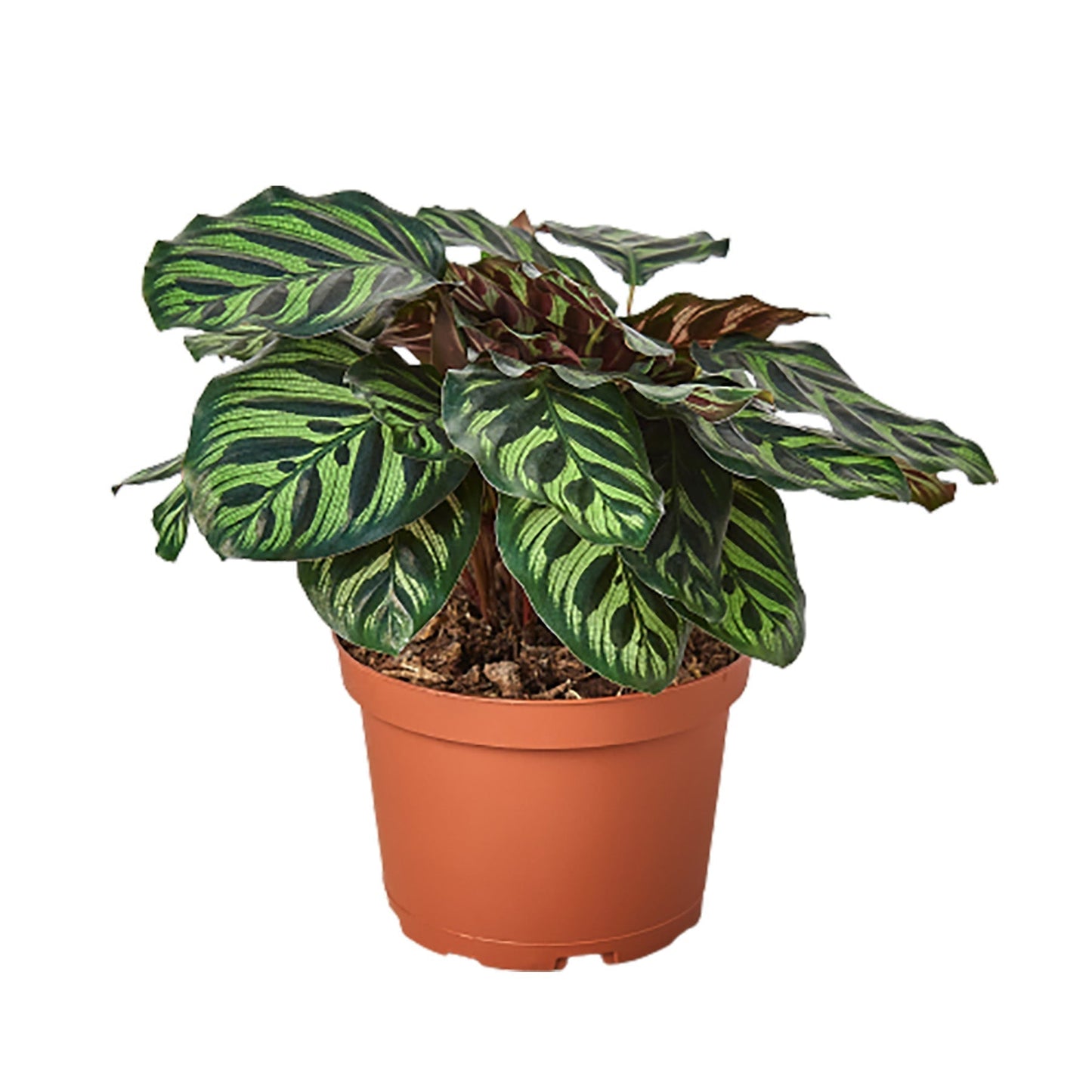 Calathea 'Makoyana' - 6" Pot