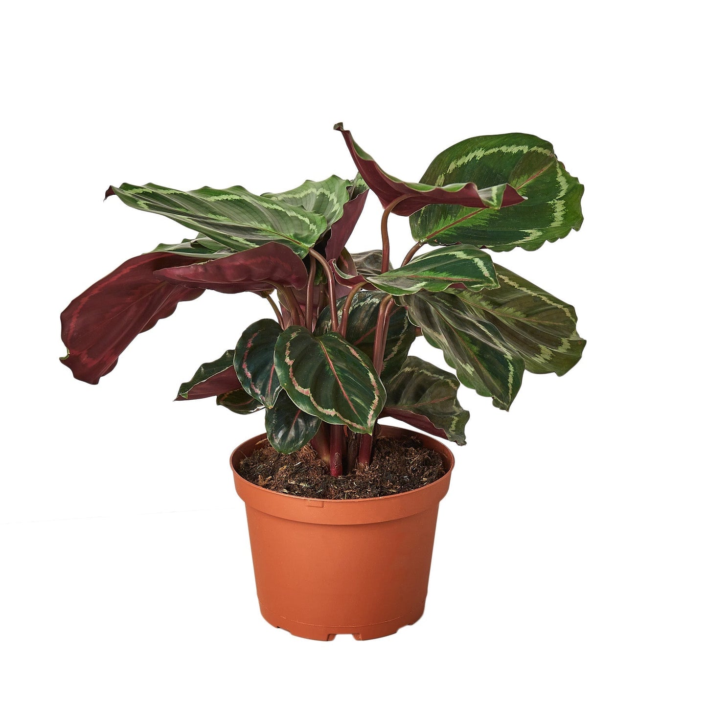 Calathea Roseopicta 'Medallion' - 6" Pot