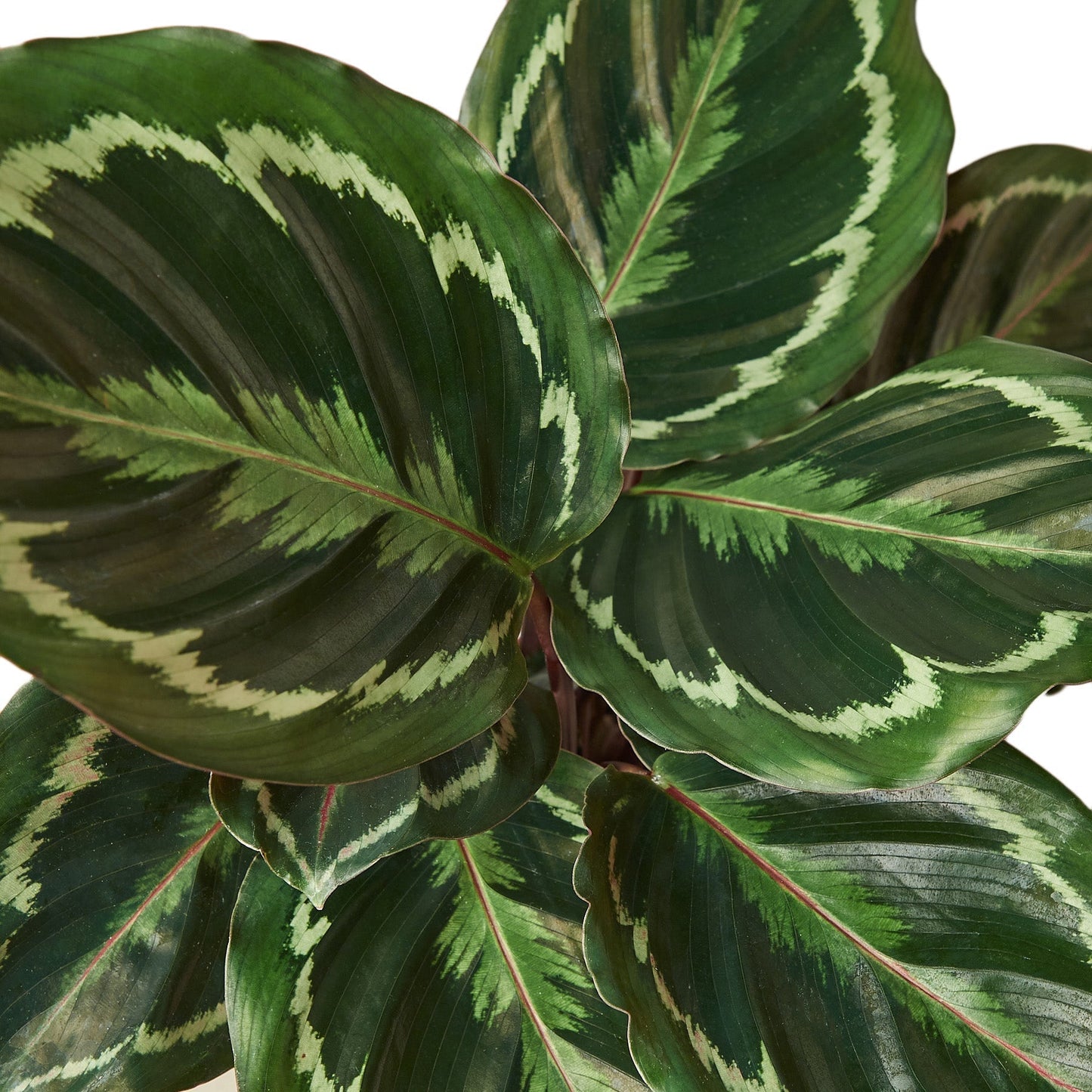 Calathea Roseopicta 'Medallion' - 6" Pot