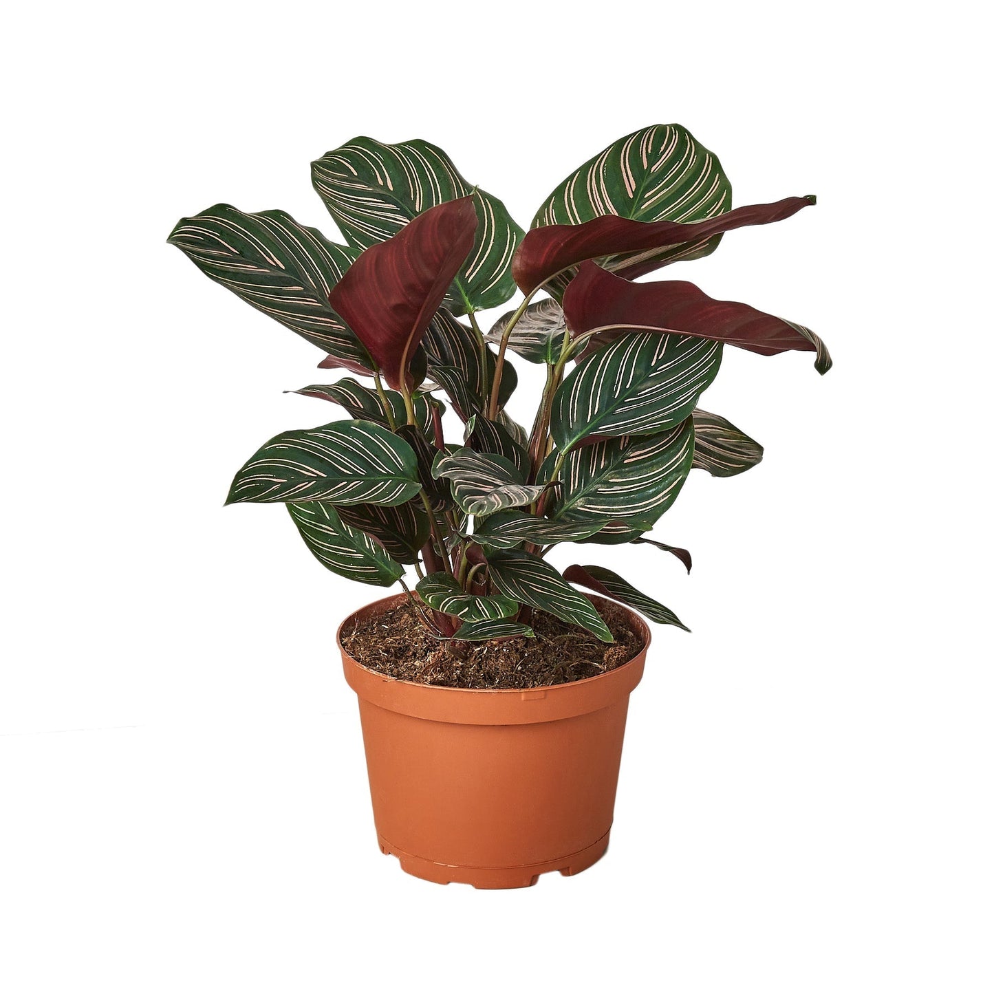 Calathea 'Ornata' - 6" Pot