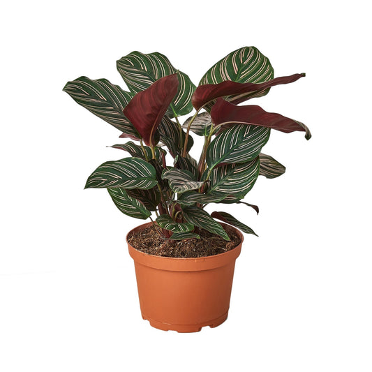 Calathea 'Ornata' - 6" Pot