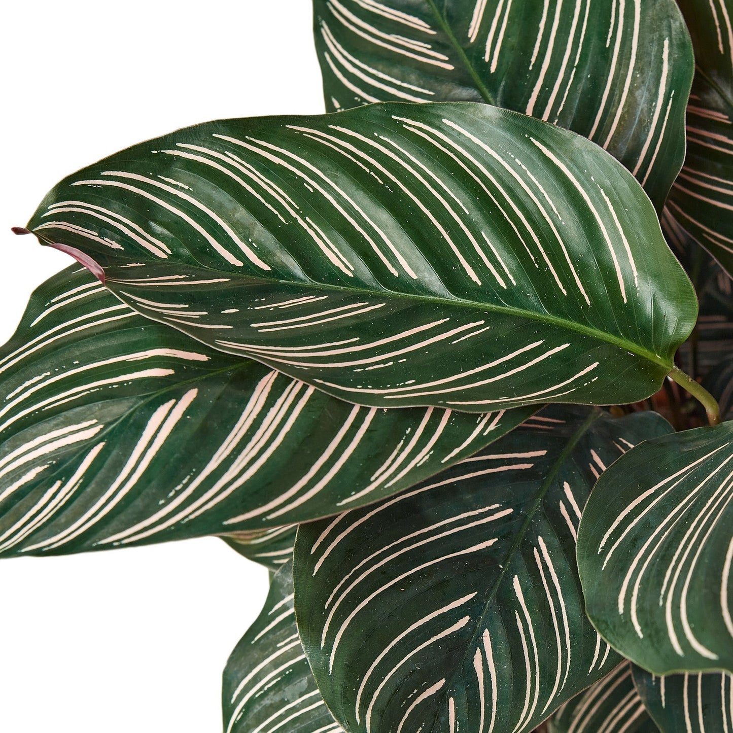 Calathea 'Ornata' - 6" Pot