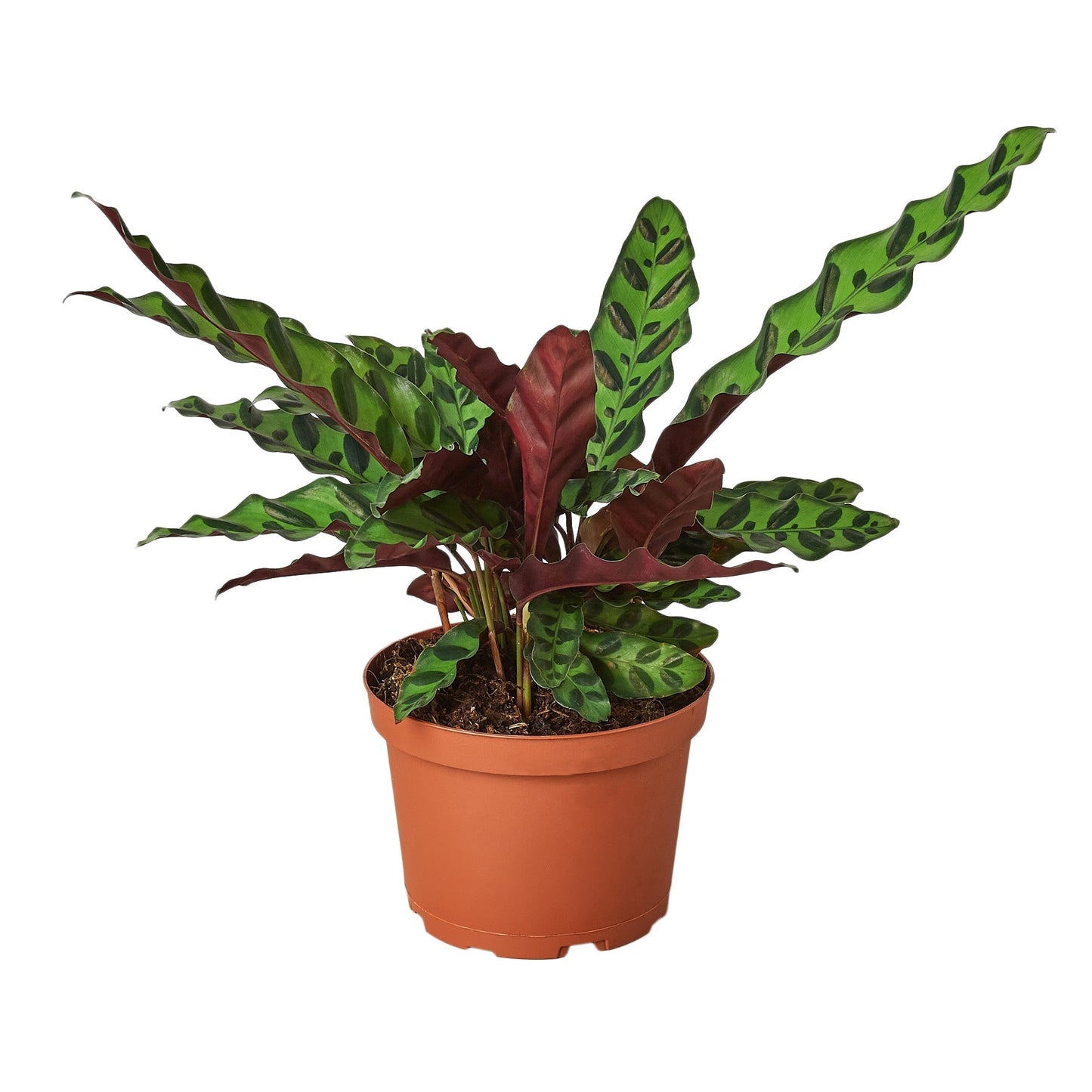 Calathea Lancifolia 'Rattlesnake' - 6" Pot