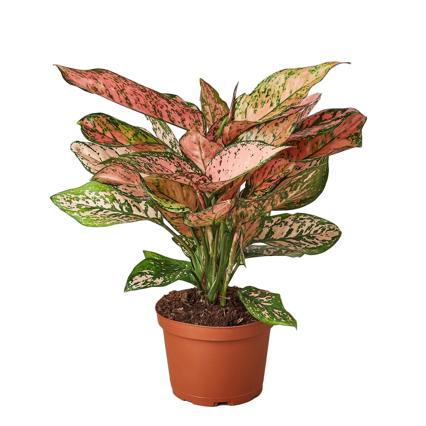 Chinese Evergreen 'Lady Valentine' - 6" Pot