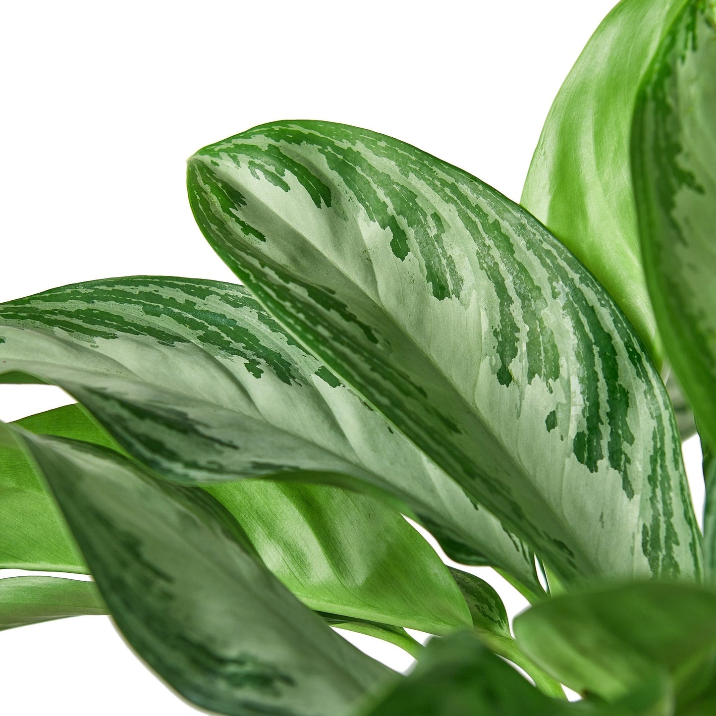 Chinese Evergreen 'Silver Bay' - 6" Pot