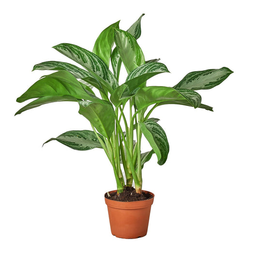 Chinese Evergreen 'Silver Bay' - 6" Pot