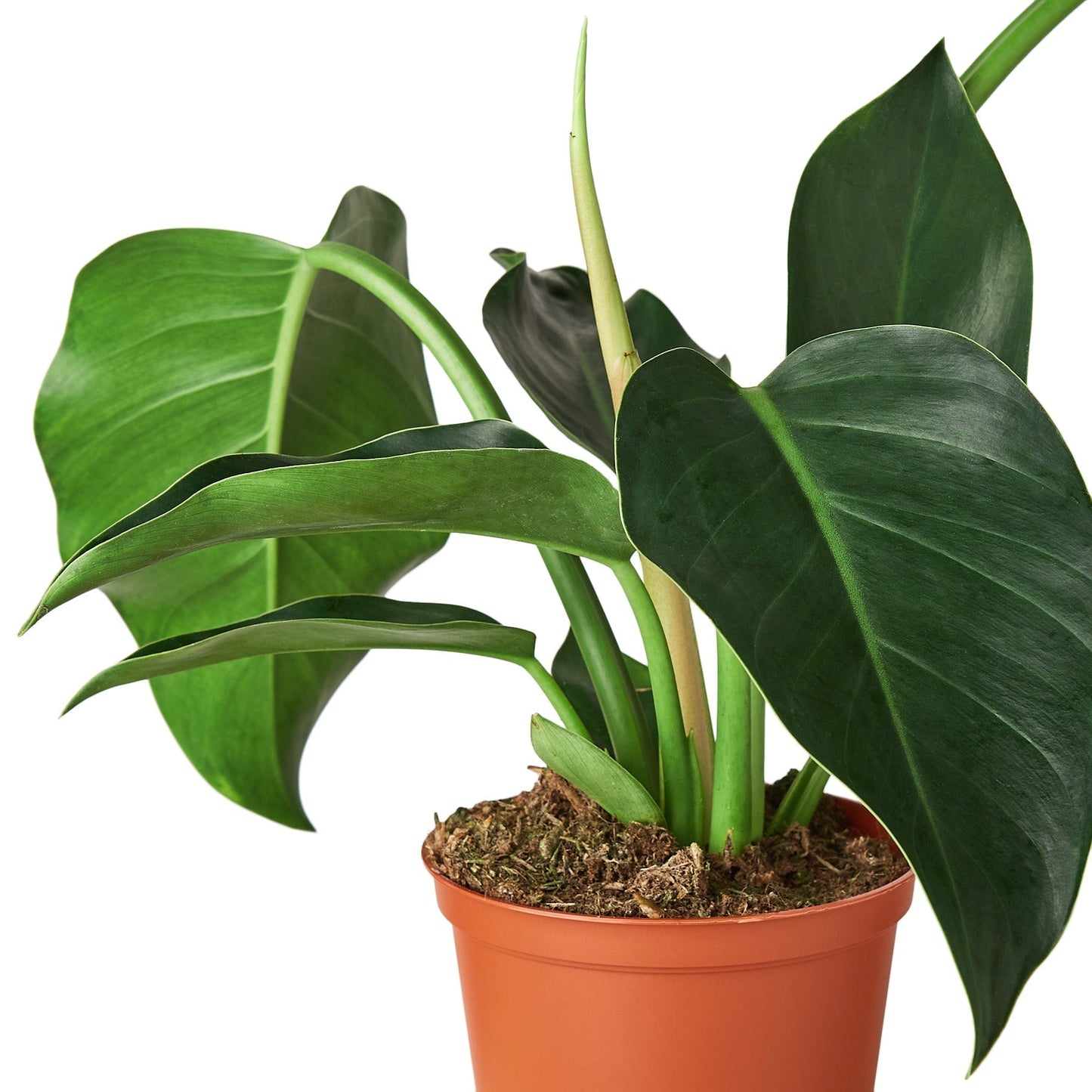 Philodendron 'Congo Green' - 6" Pot - NURSERY POT ONLY