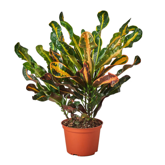 Croton 'Mammy' - 6" Pot