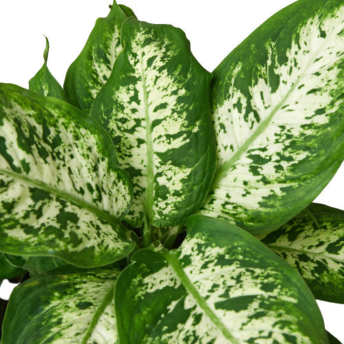 Dieffenbachia 'Tropic Snow'