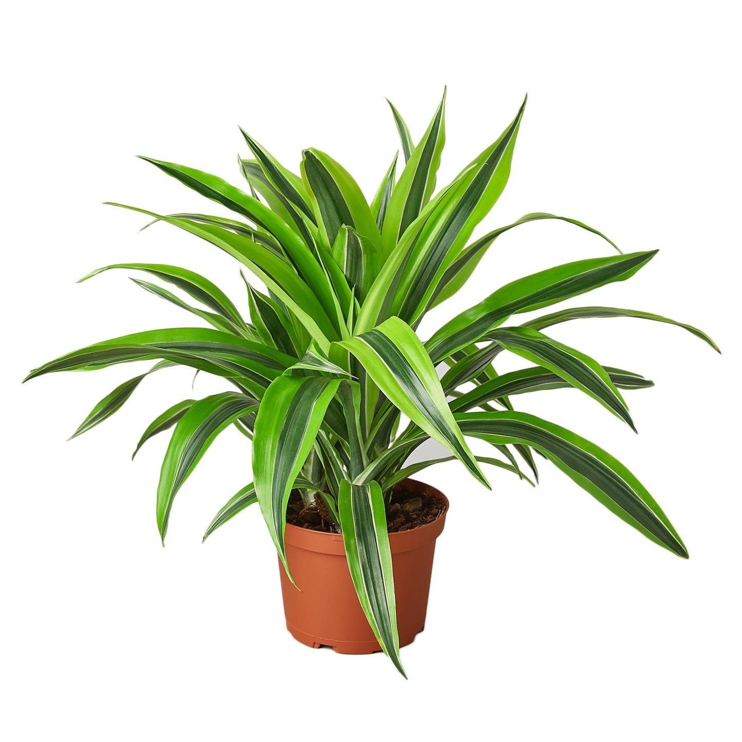 Dracaena Deremensis 'Lemon Surprise' - 6" Pot - NURSERY POT ONLY