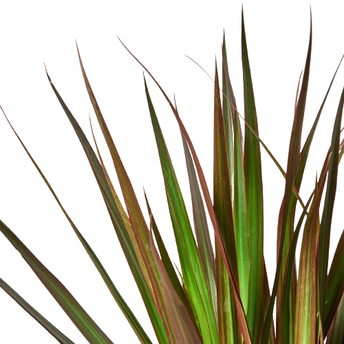 Dracaena 'Marginata Magenta' - 6" Pot