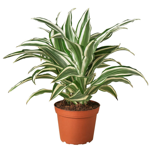 Dracaena 'Warneckii White Jewel' - 6" Pot - NURSERY POT ONLY