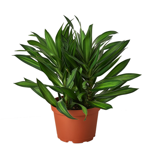 Dracaena 'Song of Jamaica' - 6" Pot