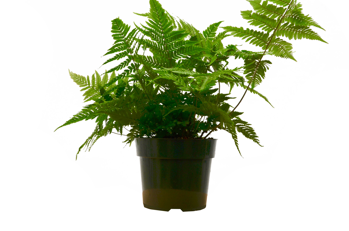 Fern ‘Autumn' - 6" Pot - NURSERY POT ONLY