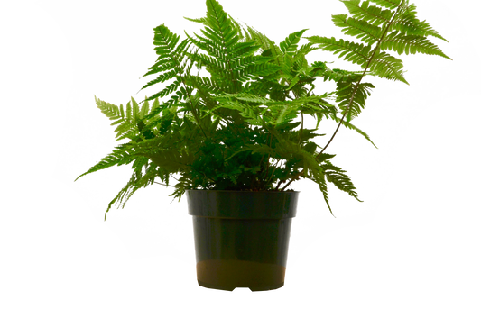 Fern ‘Autumn' - 6" Pot - NURSERY POT ONLY