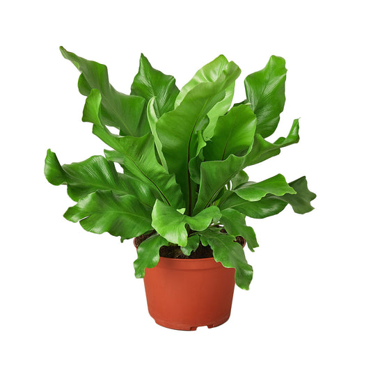 Bird's Nest 'Nidus' Fern - 6" Pot