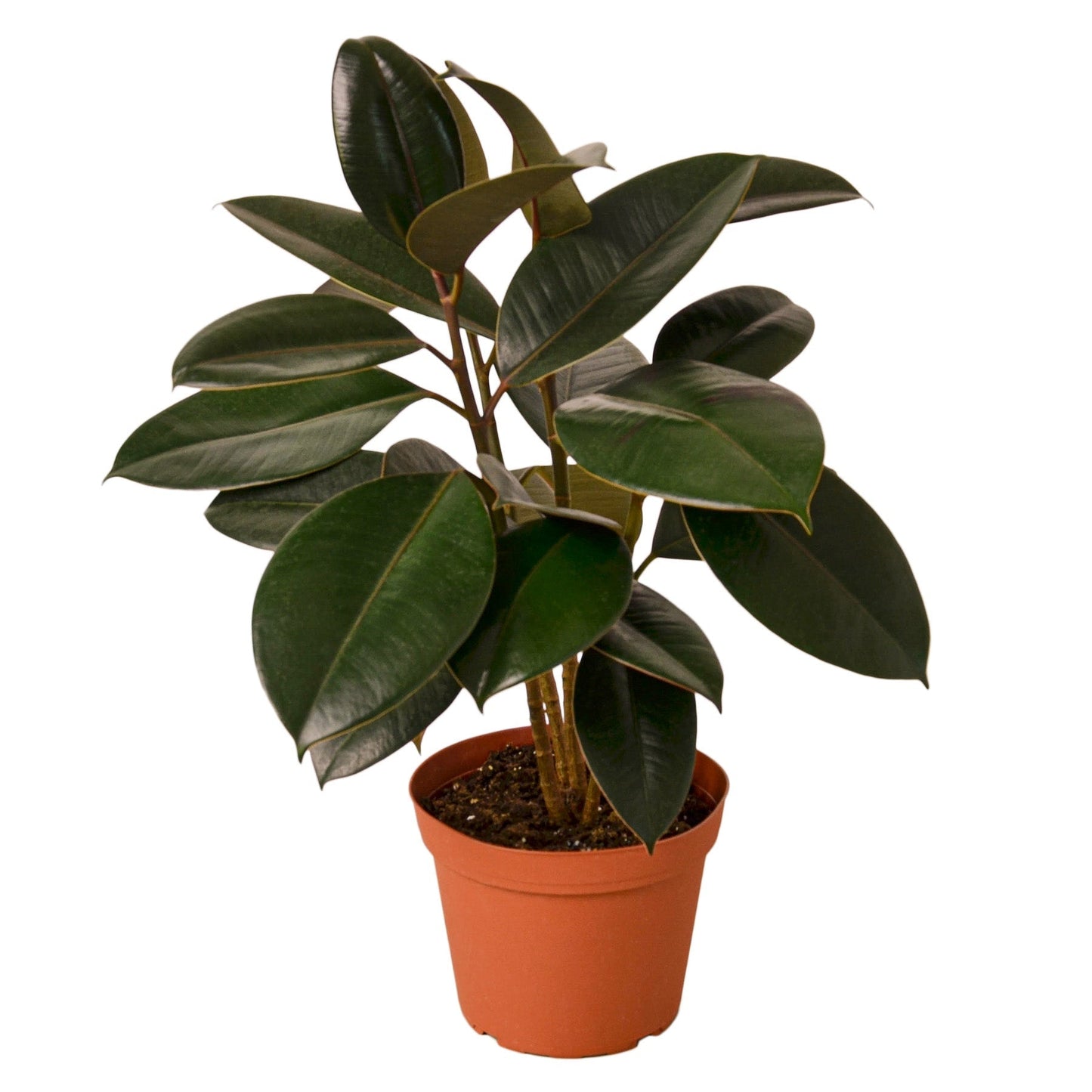 Ficus Elastica 'Burgundy' - 6" Pot - NURSERY POT ONLY