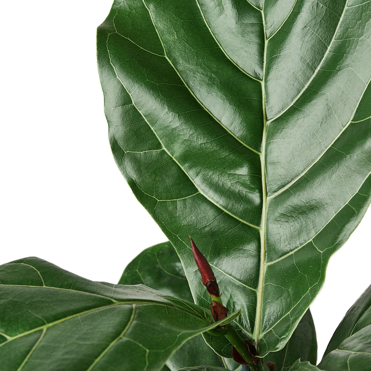 Ficus Lyrata 'Fiddle Leaf Fig' - 6" Pot - NURSERY POT ONLY