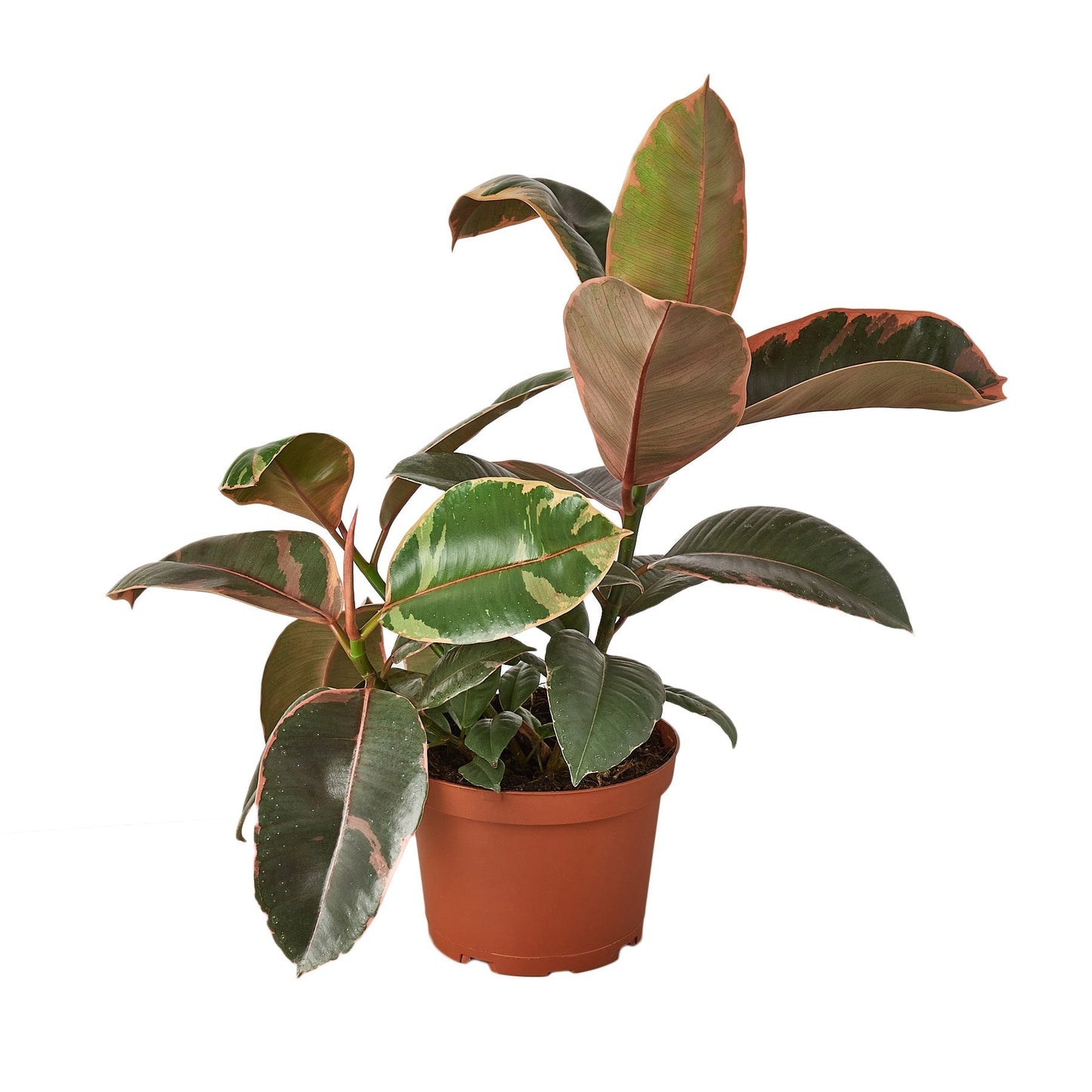 Ficus Elastica 'Ruby Pink' - 6" Pot - NURSERY POT ONLY