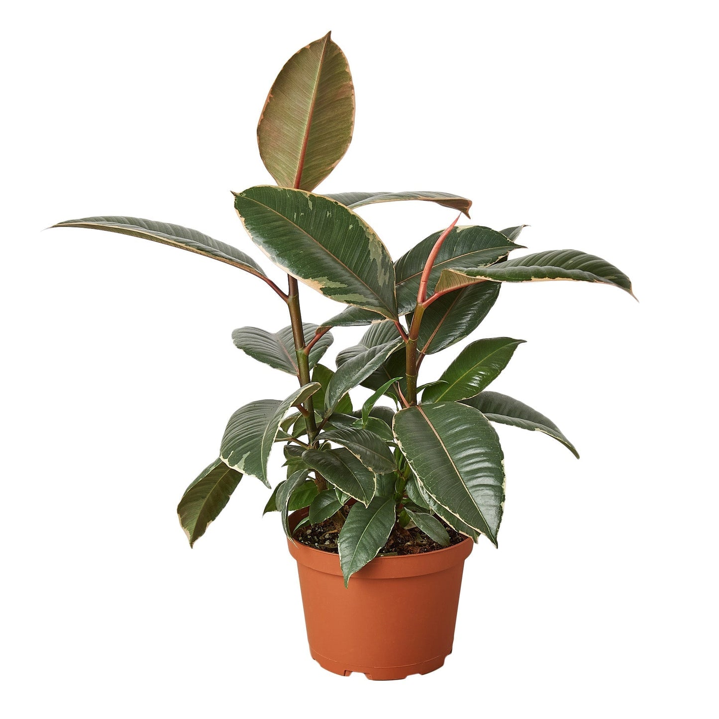 Ficus Elastica 'Tineke' - 6" Pot - NURSERY POT ONLY