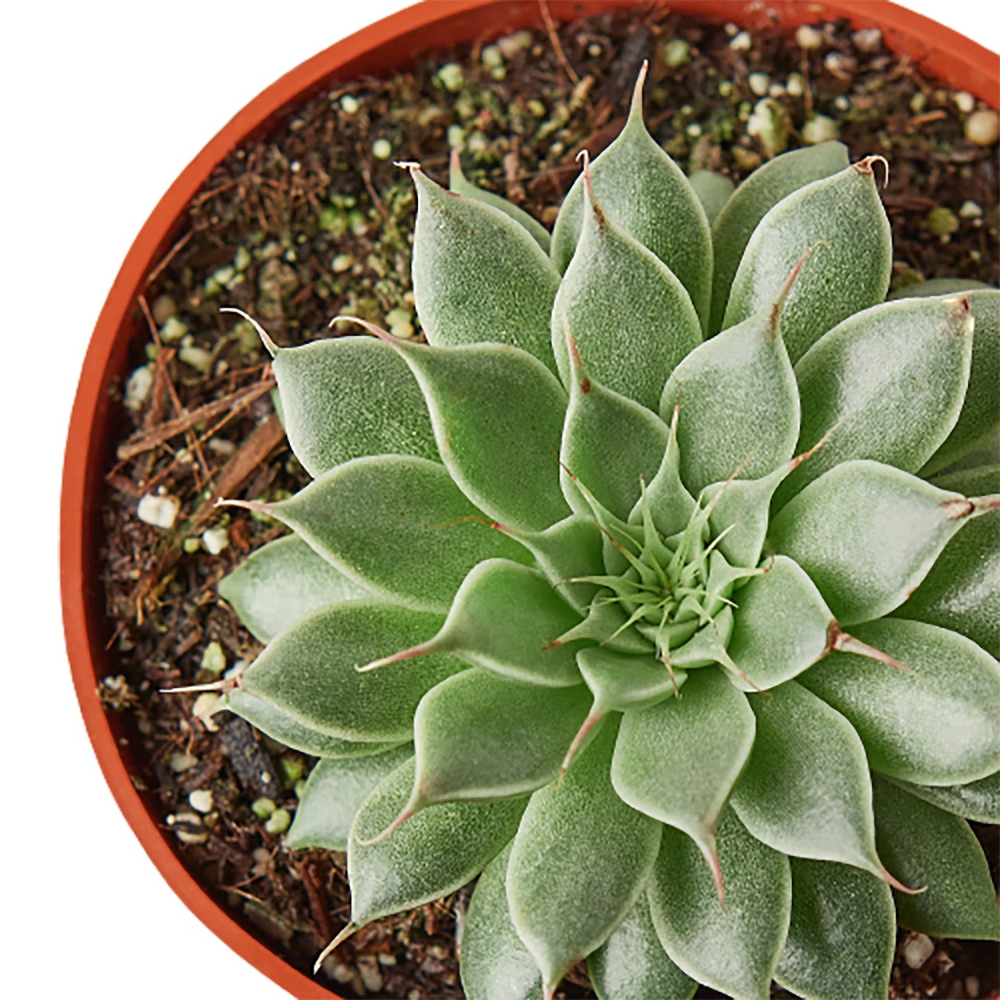 Graptoveria 'Silver Star'