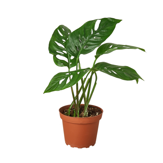 Monstera Adansonii 'Swiss Cheese' - 6" Pot - NURSERY POT ONLY