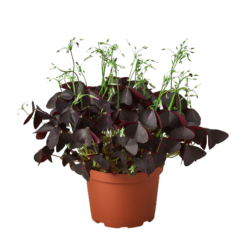 Oxalis Triangularis 'Purple Shamrock'