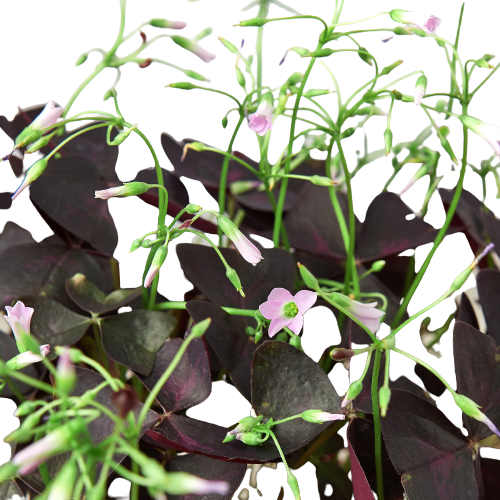 Oxalis Triangularis 'Purple Shamrock'