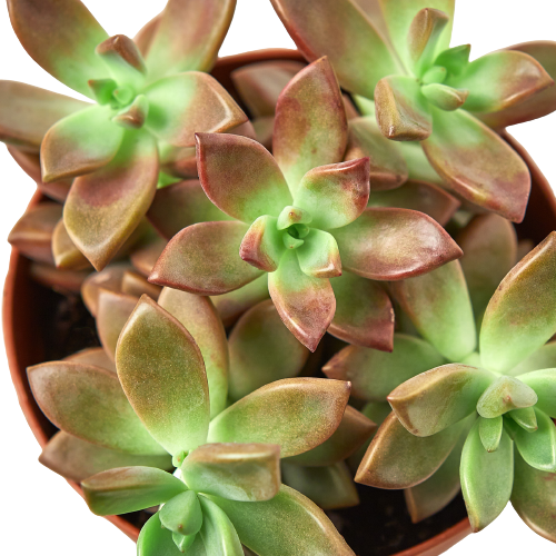 Succulent Graptosedum 'Vera Higgins'