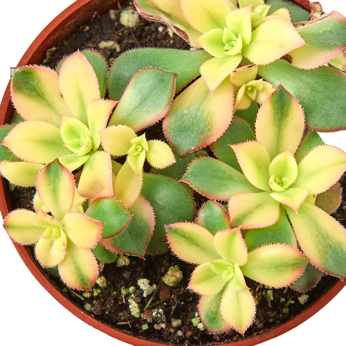 Succulent 'Kiwi' Variegated