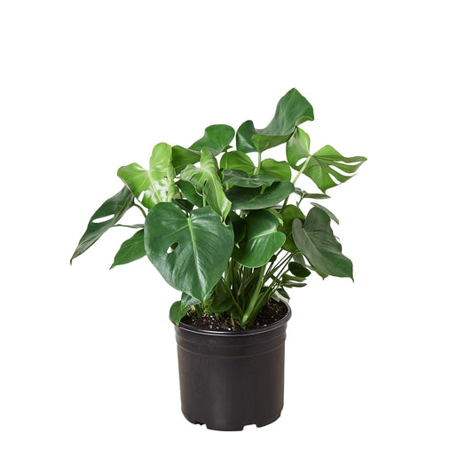 Philodendron ‘Monstera' - 10" Pot