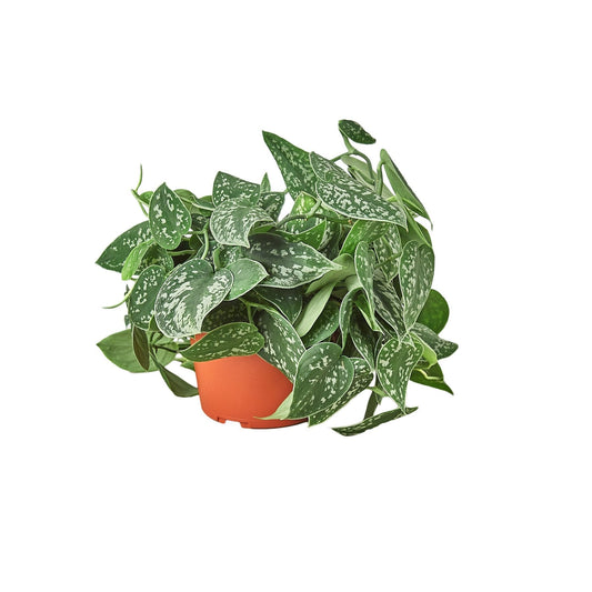 Pothos 'Satin' - 6" Pot - NURSERY POT ONLY