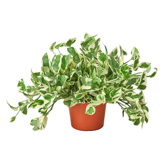 Pothos 'N'joy' - 6" Pot - NURSERY POT ONLY