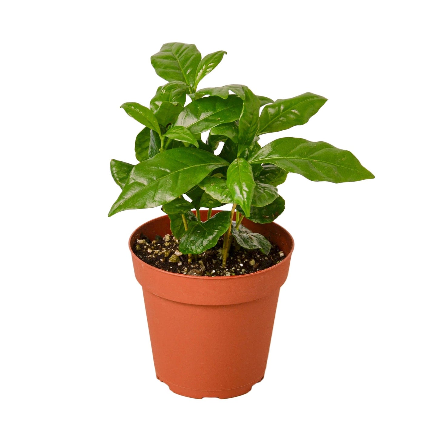 Arabica Coffee 6” pot