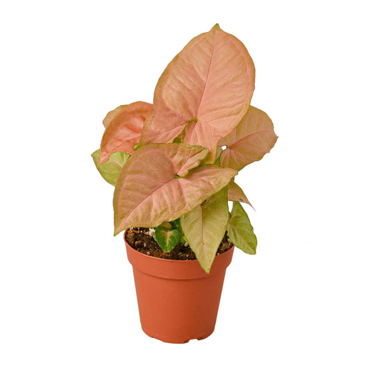 Syngonium Strawberry - 4" Pot - NURSERY POT ONLY