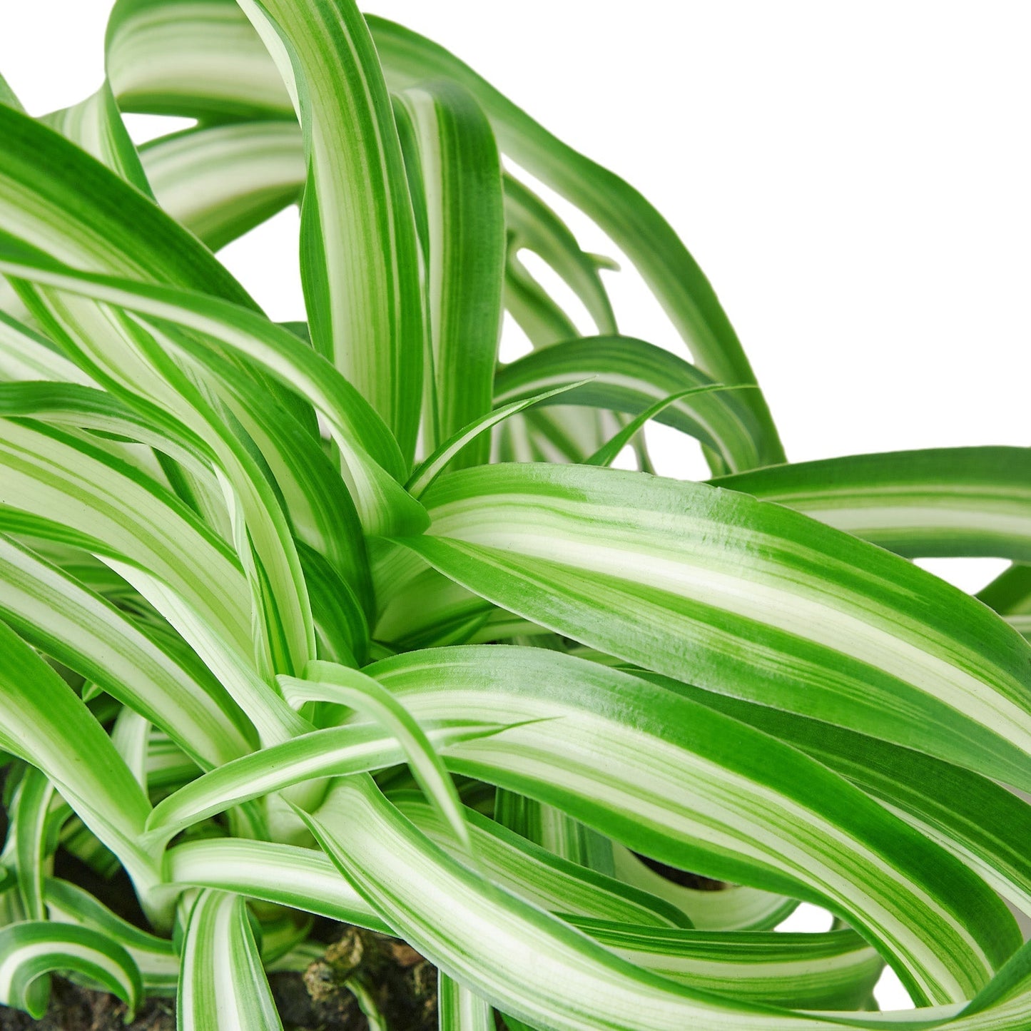 Spider Plant 'Bonnie' - 6" Pot - NURSERY POT ONLY