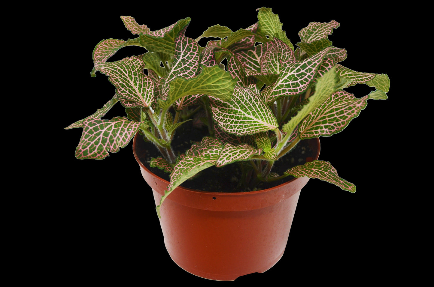 Fittonia 'Pink'