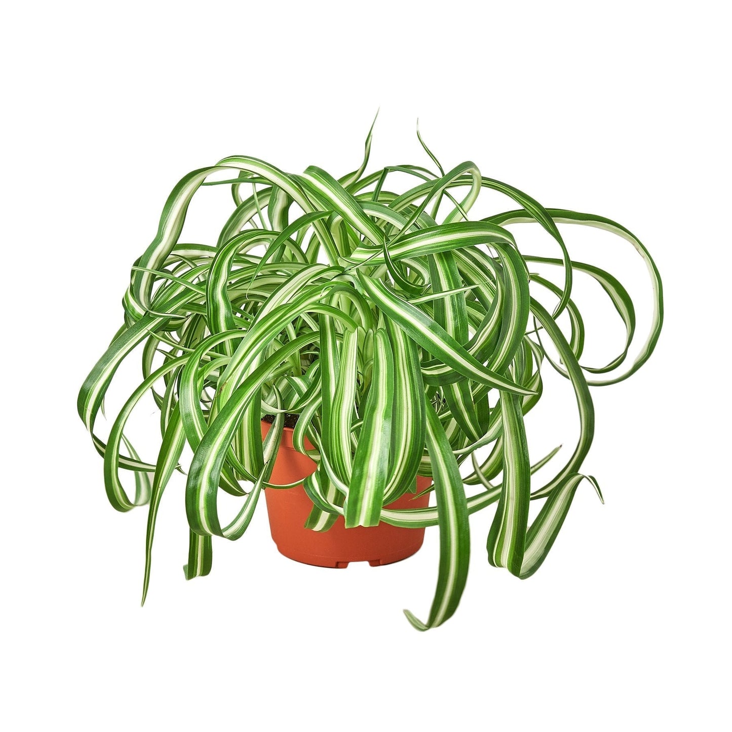 Spider Plant 'Bonnie' - 6" Pot - NURSERY POT ONLY