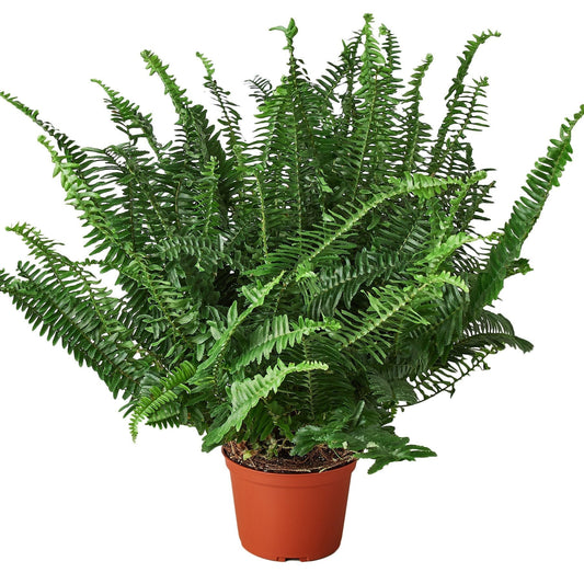 Jester's Crown Fern - 6" - NURSERY POT ONLY