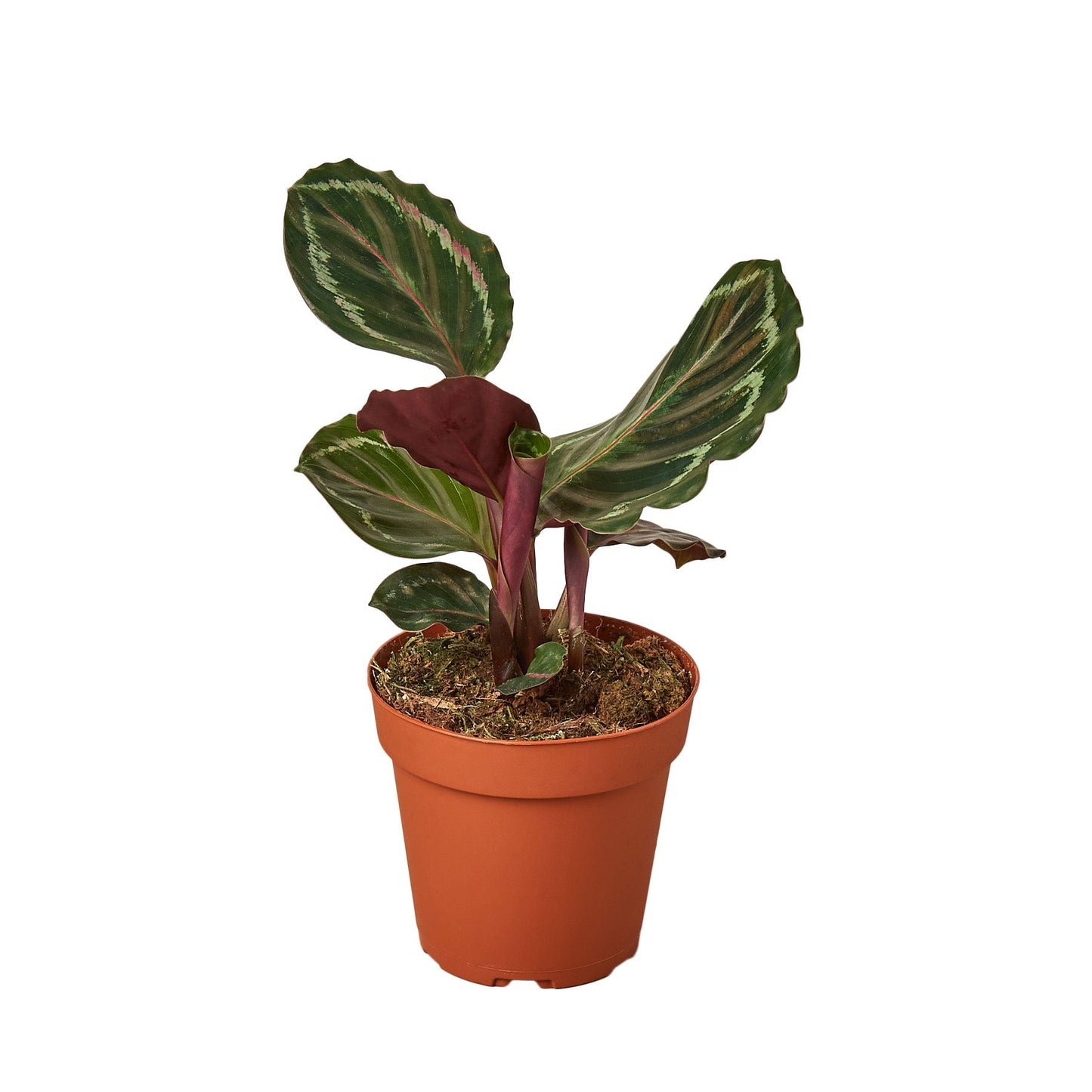 Calathea Roseopicta 'Medallion' - 6" Pot