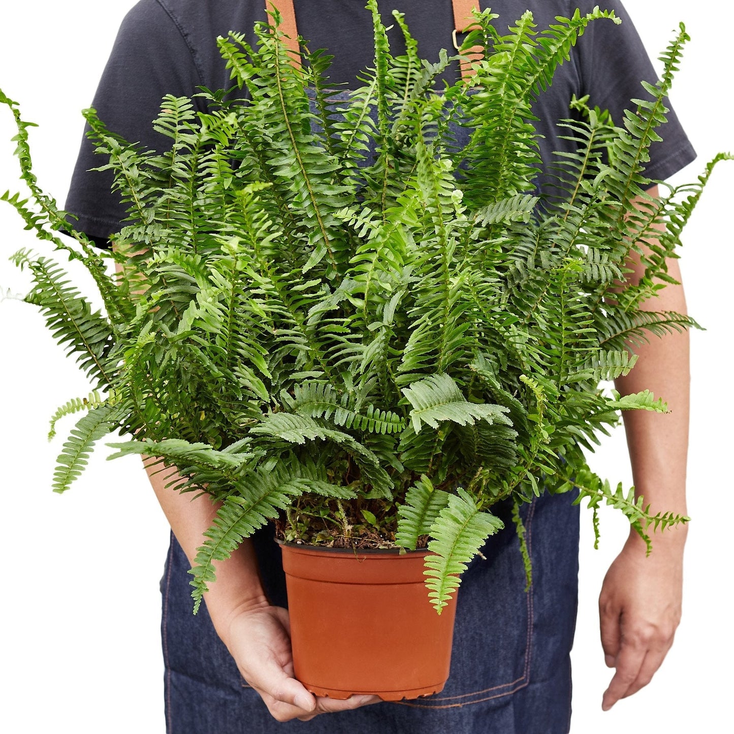 Jester's Crown Fern - 6" - NURSERY POT ONLY