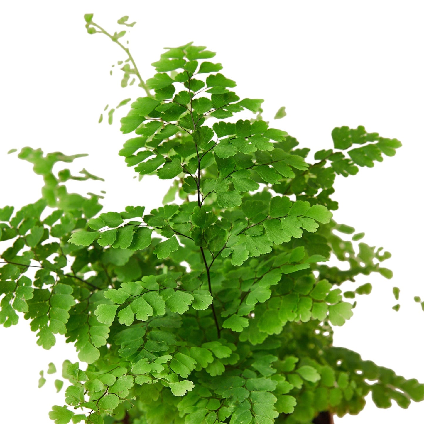 Maidenhair Fern - 6" Pot - NURSERY POT ONLY